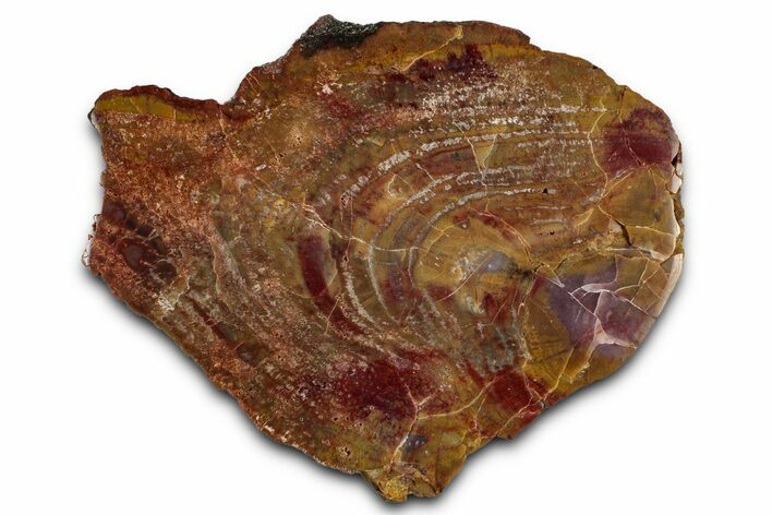 Polished Petrified Rainbow Wood (Araucarioxylon) - Arizona #350863